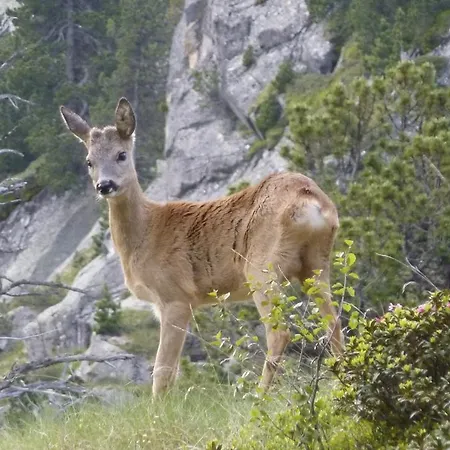 Hétvégi ház Calrei